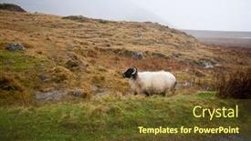  Presentation with sheep - Audience pleasing presentation theme consisting of sheep-walking-by-the-road backdrop and a tawny brown colored foreground