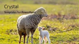  Presentation with sheep - Theme with sheep with cute little lamb background and a  colored foreground