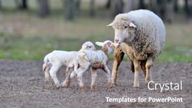  Presentation with sheep - 