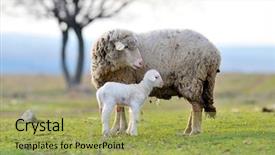  Presentation with sheep - Cool new PPT theme with sheep with cute little lamb backdrop and a yellow colored foreground