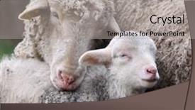  Presentation with sheep - Presentation design with sheep with cute little lamb on field in spring background and a light gray colored foreground