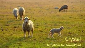  Presentation with sheep - PPT theme featuring sheep with cute little lambs on a field in spring background and a tawny brown colored foreground