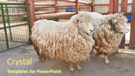  Presentation with sheep - Theme enhanced with sheep-with-fur-standing background and a  colored foreground