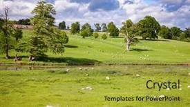  Presentation with england - Slide deck enhanced with sheep with lambs grazing background and a gold colored foreground