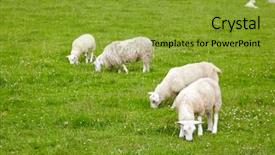  Presentation with sheep - Presentation theme having sheep with lambs background and a gold colored foreground