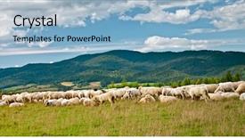  Presentation with sheep - PPT theme having sheep background and a light blue colored foreground