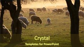 Presentation with sheep - PPT theme with sheep background and a tawny brown colored foreground