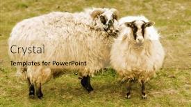  Presentation with sheep - Cool new slides with sheep backdrop and a coral colored foreground