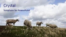  Presentation with sheep - Presentation enhanced with sheep background and a sky blue colored foreground