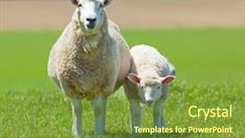  Presentation with sheep - Audience pleasing theme consisting of sheep backdrop and a tawny brown colored foreground