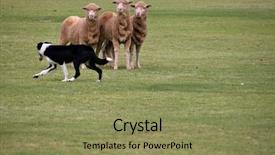  Presentation with sheepdog - Cool new presentation design with sheepdog watches the sheep it backdrop and a  colored foreground