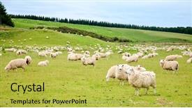  Presentation with pasture - PPT theme with sheeps at a pasture background and a yellow colored foreground