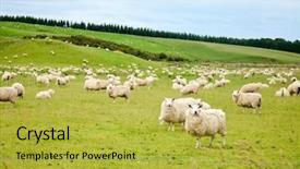  Presentation with pasture - Beautiful PPT layouts featuring sheeps at a pasture backdrop and a yellow colored foreground