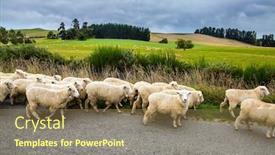  Presentation with world tourism - Presentation design featuring sheeps-crosses-the-road-white background and a tawny brown colored foreground
