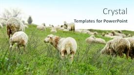  Presentation with grazing - Colorful PPT theme enhanced with sheeps-grazing-in-meadow backdrop and a cool aqua colored foreground