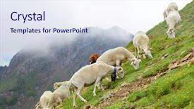  Presentation with pasture - Amazing presentation design having sheeps grazing in pasture backdrop and a sky blue colored foreground