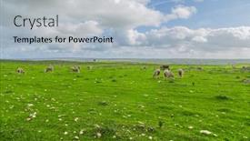  Presentation with grazing - PPT layouts consisting of sheeps-grazing-on-a-green background and a  colored foreground