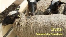  Presentation with sheep - Colorful presentation theme enhanced with sheeps in a pen backdrop and a violet colored foreground