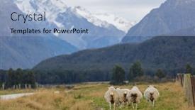  Presentation with new zealand - PPT theme having sheeps-in-green-mountain-meadow background and a light blue colored foreground