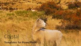  Presentation with new zealand - Theme featuring sheeps-in-green-mountain-meadow background and a gold colored foreground
