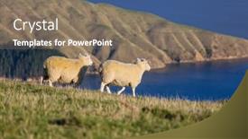  Presentation with new zealand - Colorful presentation theme enhanced with sheeps-in-green-mountain-meadow backdrop and a violet colored foreground