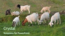  Presentation with pasture - Cool new slide deck with sheeps in the pasture backdrop and a tawny brown colored foreground