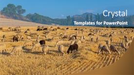  Presentation with country - Presentation theme consisting of sheeps-pacing-peacefully background and a  colored foreground