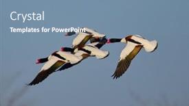  Presentation with flying - Presentation enhanced with shelduck-flying-in-natural-habitat background and a seafoam green colored foreground