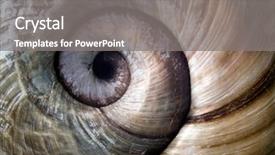  Presentation with close up of an apron - Presentation theme enhanced with snail's close up background and a gray colored foreground