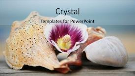  Presentation with shell - PPT theme having shell arrangement with the beach background and a light blue colored foreground