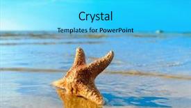  Presentation with fish beach - PPT theme with shell beach sand background and a cyan colored foreground