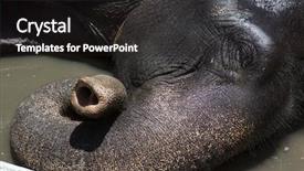  Presentation with coconut shell - Audience pleasing slides consisting of shell domestic elephant in kerala backdrop and a  colored foreground