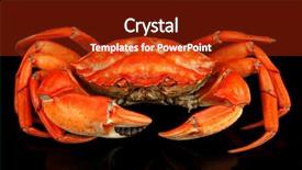  Presentation with crab shell - PPT layouts having shell fish - boiled crab isolated on black background and a crimson colored foreground