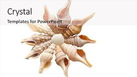  Presentation with shell - PPT layouts featuring shell isolated on the white background and a  colored foreground