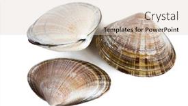  Presentation with gerbil - Presentation design consisting of shell-of-a-bivalve-mollusk background and a lemonade colored foreground