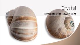  Presentation with sea shell - Cool new slide set with shell-of-gastropod-mollusk-cryptonatica backdrop and a light gray colored foreground