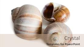  Presentation with mollusk - Presentation design enhanced with shell-of-gastropod-mollusk-cryptonatica background and a coral colored foreground