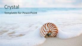  Presentation with sea shell - PPT theme consisting of shell on golden sand beach background and a sky blue colored foreground