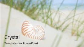  Presentation with sea shell - PPT theme having shell on sand beach grass background and a light gray colored foreground
