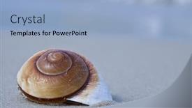  Presentation with footprints in sand - Cool new presentation theme with shell on sand backdrop and a light blue colored foreground