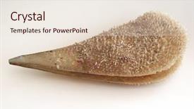  Presentation with rotation law - PPT theme consisting of shell protected by the law background and a lemonade colored foreground