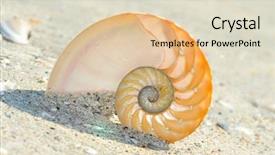  Presentation with shell - PPT theme having shell section on wet sand background and a  colored foreground