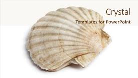  Presentation with closed - Cool new slides with shell shells - whole single fresh closed scallop backdrop and a lemonade colored foreground