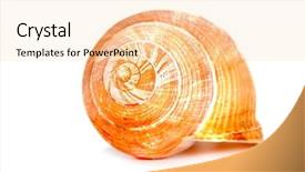  Presentation with seashell - Cool new slides with shell snail - seashell isolated on white background backdrop and a lemonade colored foreground