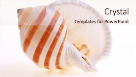  Presentation with seashell - Audience pleasing slides consisting of shell snail - seashell on white background backdrop and a lemonade colored foreground