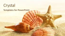  Presentation with starfish - Presentation theme featuring shells and starfish on sandy background and a cream colored foreground