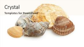  Presentation with sea shells - PPT layouts enhanced with shells of bivalves and sea background and a lemonade colored foreground