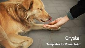  Presentation with dog shelter - PPT theme enhanced with shelter - woman feeding homeless dog background and a gray colored foreground