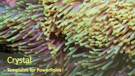  Presentation with viruses and host cell - Slide deck with shelters in its host anemone background and a tawny brown colored foreground