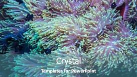 Presentation with coral reef - Amazing PPT theme having shelters in its host anemone backdrop and a teal colored foreground